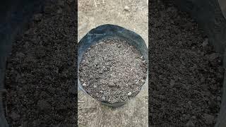 Planting spinach in a grow bag