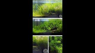 Garden soil vs aquarium substrate. Which is better for aquarium r? Resolving the test.