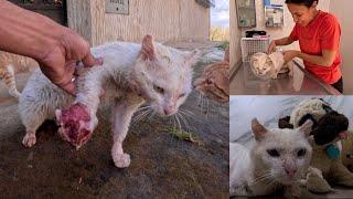 Big Heart: Watch how the FSC team saves this cat's life!