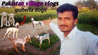 Pakistan village vlogs life.    jd bhai village vlogs️