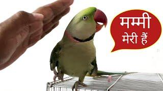 Pablo Parrot Love for Mummy - प्यारी मम्मी का बेटा