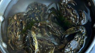 MRS. G  ADVENTURES is live! LIVE GREEN CRABS  NA NAHULI NAMIN 6.8.24