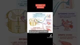 AFFERENT VS EFFERENT (MCAT)