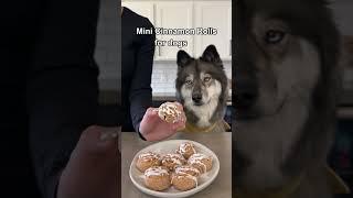 How To Make Cinnamon Rolls For Dogs! #shorts