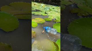 Unique Plastic Bottle Hook Fishing#fishing#challenge_fishing#shorts