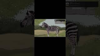 The Zebra Z Platinum Trophy