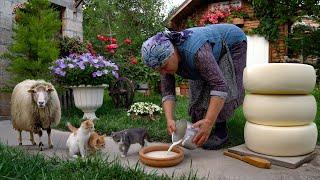 Fresh Sheep's Milk Cheese Making in Nature 