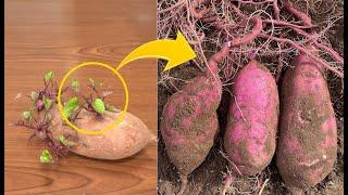 When I planted sweet potatoes that sprouted, extra-large sweet potatoes grew.