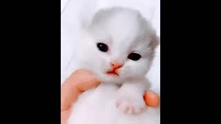 Cute cat-Baby cat sound is touching awww