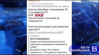 В Оренбурге активизировались радикальные зоозащитники из далеких городов