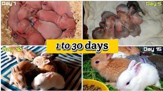 baby rabbit growth day by day ( 1day to 30 days )