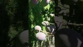 Food Forest Epiphany on EatYourBackYard