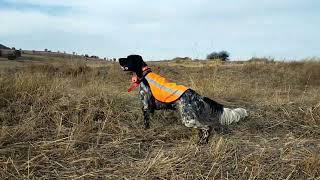 Cobra keklik kokusuna tepki Ercan Pointer Setter #hunter #keklik #setter #dog