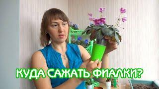 Куда сажать фиалки? | Советы по уходу за фиалками #17 | Мои фиалки