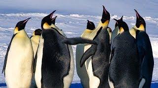 Emperor Penguins Fight Over Mate | BBC Earth