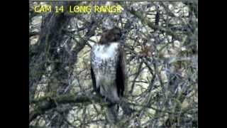 Eaglecrest Wildlife  'Gorgeous RTHA Lurks In The Branches at EC'  4:00 pm PST  _1.23.14_