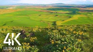 8 HOURS of Birdsong and Wind Whisper - Relaxing Atmosphere of Steppe Flower Fields - 4K Ultra HD