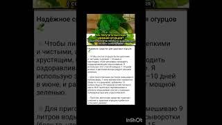 универсальная подкормка для вашего огорода