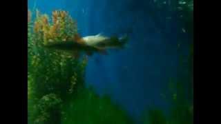 Fish Fight |Rainbow Shark Fight| Red-tailed Black Shark Fighting Rainbow Shark