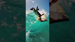 Penguin Surf Fail.. OR EPIC WIN？ #ocean #beach #wildlife #waves #cute #penguin