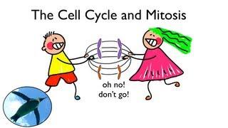 Cell Cycle and Mitosis