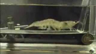 SHRiMP ON A TREADMiLL (DUB ЯEMIX)