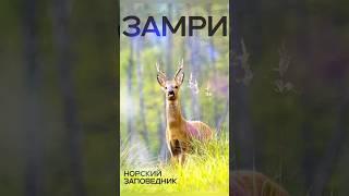 Зачем ехать в Амурку? #амурскаяобласть #благовещенск