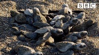 Baby turtle's first steps - BBC