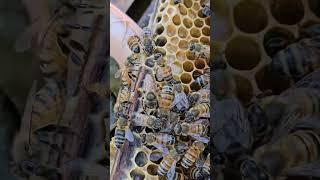 The new queen  bee is small but fast. #honeybeesting #honey #beekeeper #beecause
