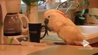 Cockatoo wants her Coffee || Viral Video UK