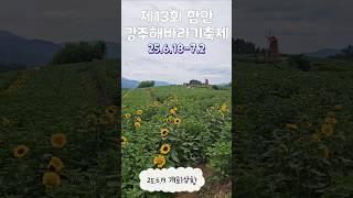 #강주해바라기축제#함안#개화상황