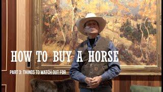 HOW TO BUY A HORSE: Part Three