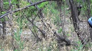 Botswana Okavango Delta Leopard and Baboon hunt 2