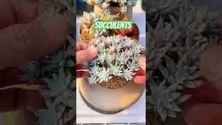 How to Actually Care for Your Succulents (Tips & Tricks)