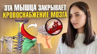 Плохое кровоснабжение мозга, боль в шее, инсульт, повышение давления — всё из-за ЭТОЙ мышцы