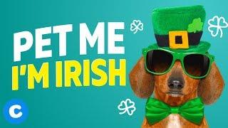 10 Irish Dog Names