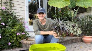 Dunking Houseplants Before Bringing Them Indoors  | Here She Grows