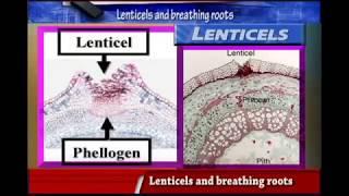 LENTICELS  and  BREATHING ROOTS