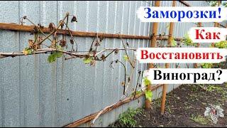 Как ВОССТАНОВИТЬ ВИНОГРАД после ЗАМОРОЗКОВ?