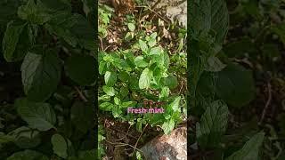 Fresh mint ......bird sound.....₹#trendingshorts #nature #garderning #rawatbhata #ytviral