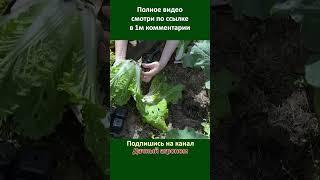 Почему ЗАЦВЕТАЕТ пекинская капуста Дачный агроном