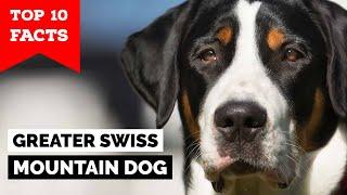 Greater Swiss Mountain Dog - Top 10 Facts