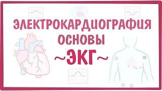 ЭЛЕКТРОКАРДИОГРАФИЯ  — основы ЭКГ