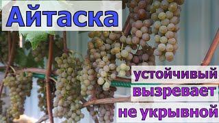 Виноград Ай Таска. Технический не укрывной  сорт .