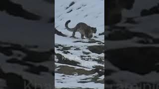 wild mountain snow leopard spotted at the mounatins of hunza khunjerab border