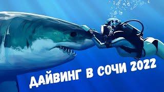 Дайвинг в Сочи 2022.  Погружение с аквалангом Сириус. Дайвинг клуб Go Dive. Цены на дайвинг в Сочи.