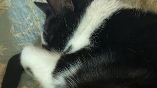 Cat videos JTB is live! LIVE: Sox, Oreo & Sobek Do What Cats Do Best ️