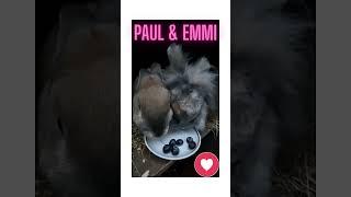 Kaninchen Paul und Emmi bei Nachtisch. #funny #animals #cute #rabbit #kaninchen