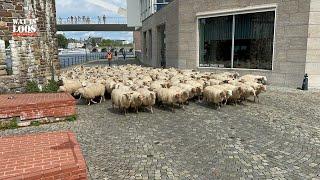 HERDER LOOPT MET SCHAPEN DOOR CENTRUM