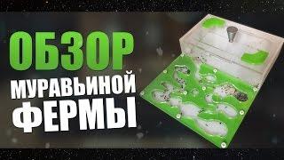 Обзор муравьиной фермы  | формикарий | antplanet